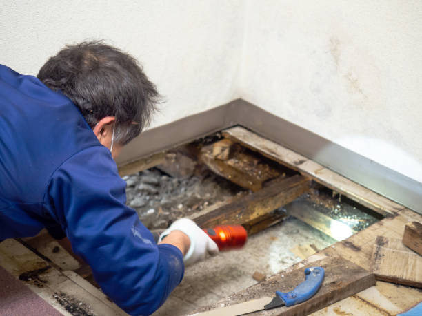 Best Professional Mold Removal  in Winchester, IL