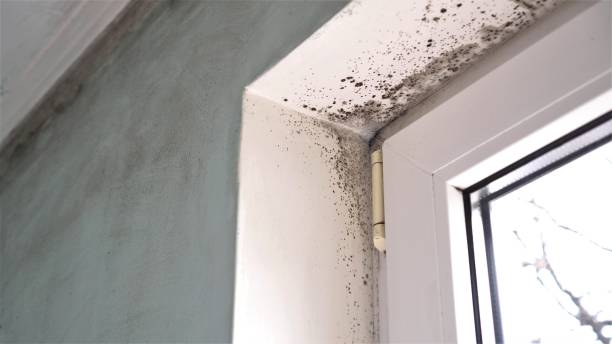 Best Home Mold Removal  in Winchester, IL