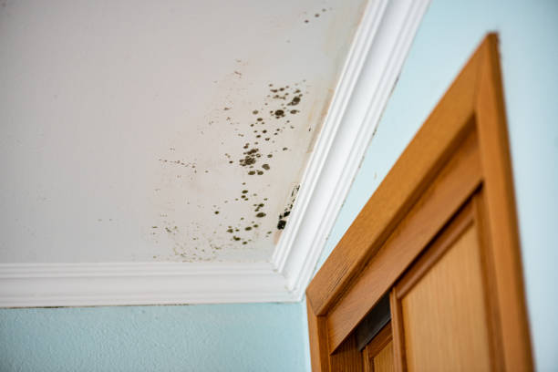 Best Black Mold Removal  in Winchester, IL