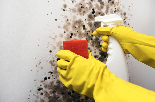 Best Attic Mold Removal  in Winchester, IL