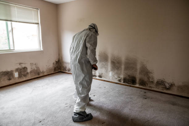 Best Local Mold Removal Service  in Winchester, IL
