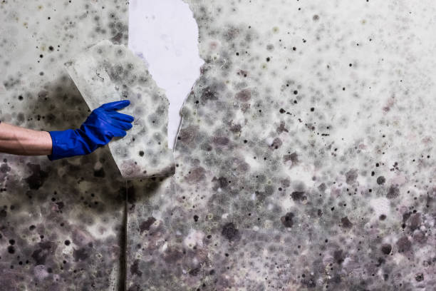 Best Fast Mold Removal  in Winchester, IL
