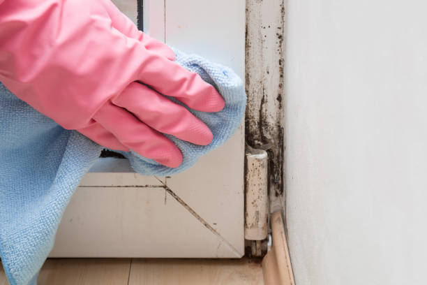 Best Mold Removal Company Near Me  in Winchester, IL