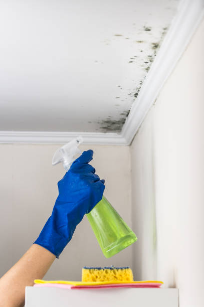 Best Affordable Mold Removal  in Winchester, IL